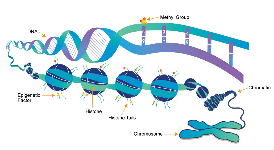 methylation.dna.histamine Histamine and Depression