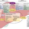 methylation transsulfuration detoxification depression walsh protocol