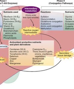 methylation transsulfuration detoxification depression walsh protocol