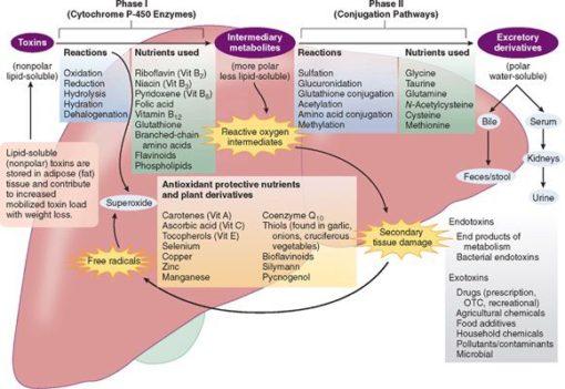 methylation transsulfuration detoxification depression walsh protocol