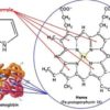 pyrrole testing