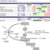 methylation and depression