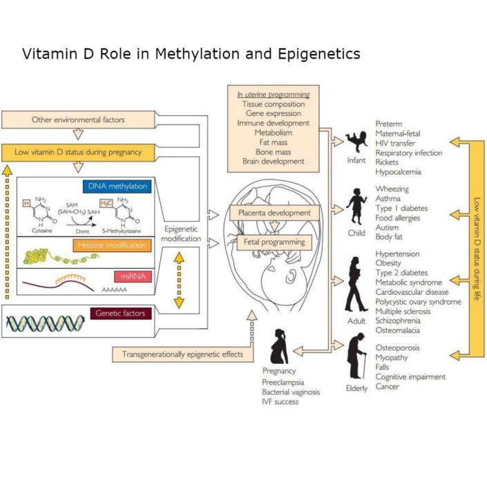 Normal Vitamin D Levels, 1, 25Hydroxy (Calcifediol)