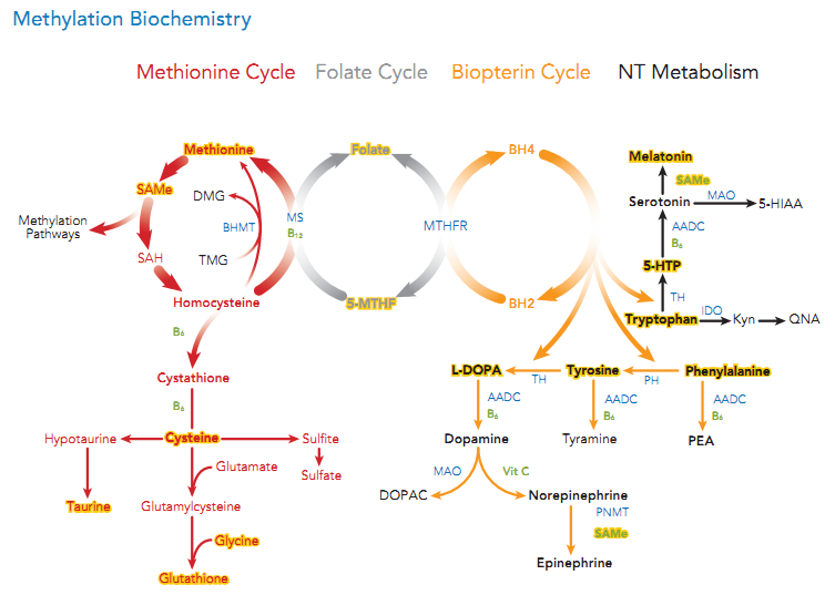 methylation-biochemistry