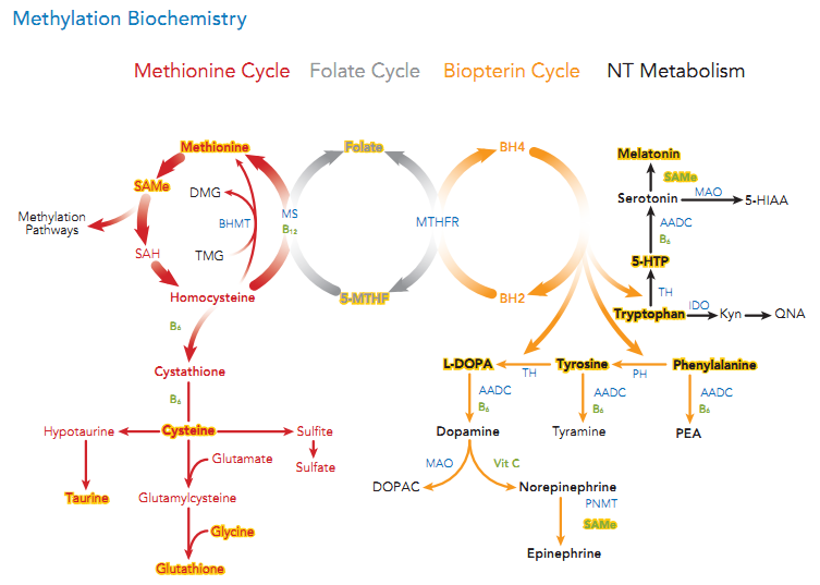 methylation-biochemistry methylation-biochemistry
