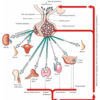 Mark Gordon MD Lab Test