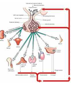 Mark Gordon MD Lab Test