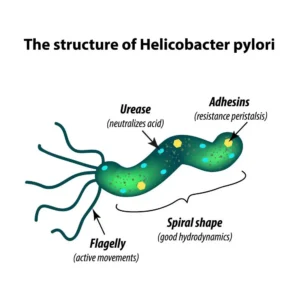 Helicobacter pylori, IgM Ab