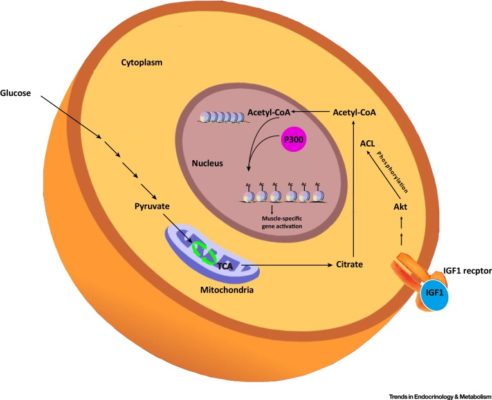 epigenetics.alpha.lipoic.acid