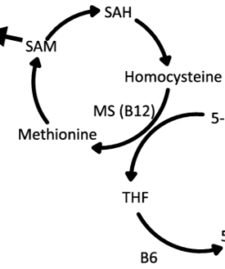 Vitamin B12 and Folate