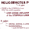 helicobacter pylori stool test online