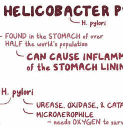 helicobacter pylori stool test online