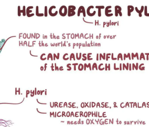 helicobacter pylori stool test online