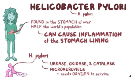 helicobacter pylori stool test online
