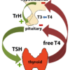 order thyroid lab tests online