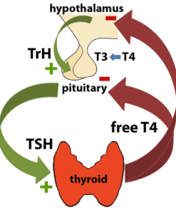 order thyroid lab tests online
