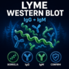 Lyme disease Western blot confirmation test for Borrelia burgdorferi IgG and IgM antibodies