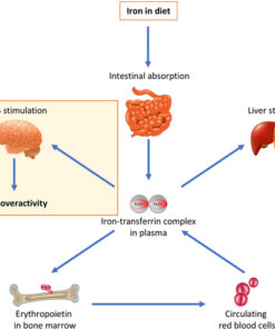 iron overload leaky gut hypertension inflammation