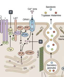 treat elevated histamine naturally