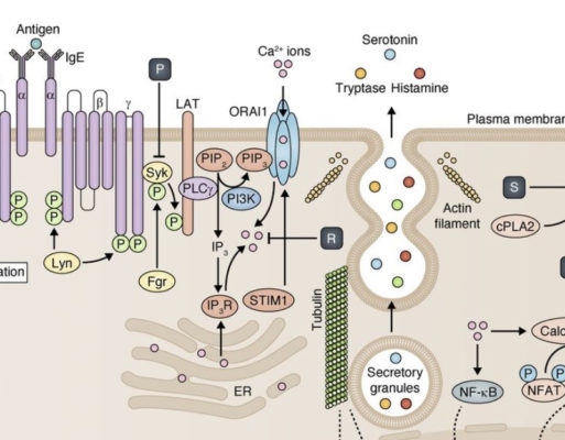 treat elevated histamine naturally