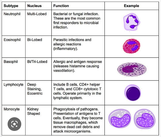 white blood cell testing online