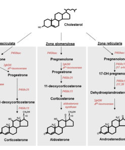 cholesterol derived hormones