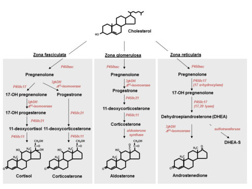 cholesterol derived hormones