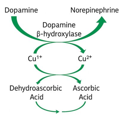 Copper-dependent dopamine beta-hydroxylase pathway converting dopamine to norepinephrine