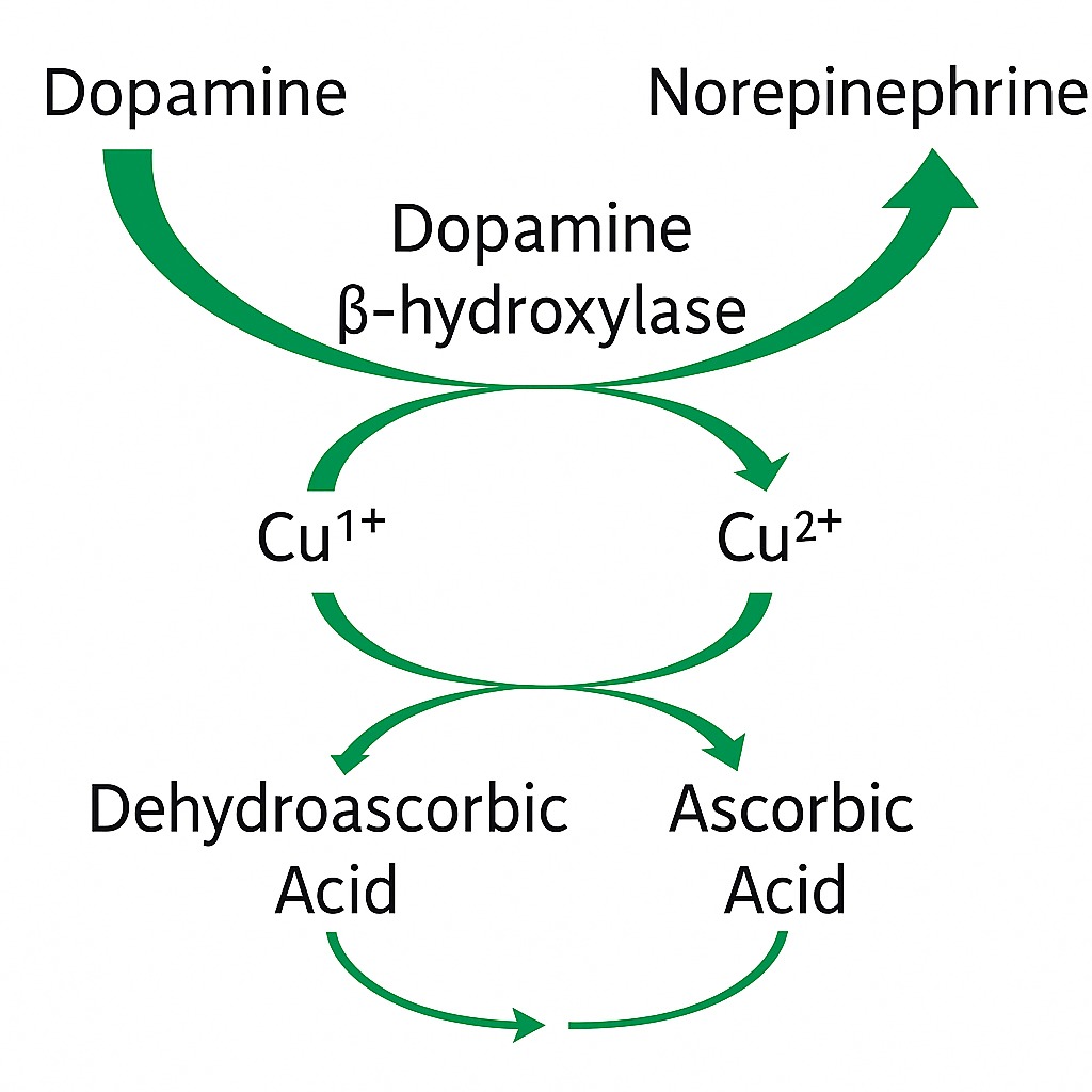 what causes copper overload symptoms