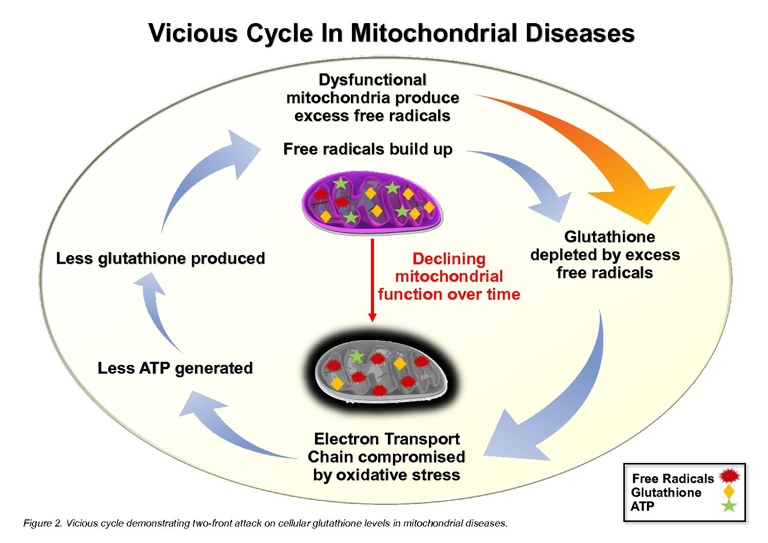 glutathione.free.radicals. mitochondria mitochondria, autism and methylation oxidative stress