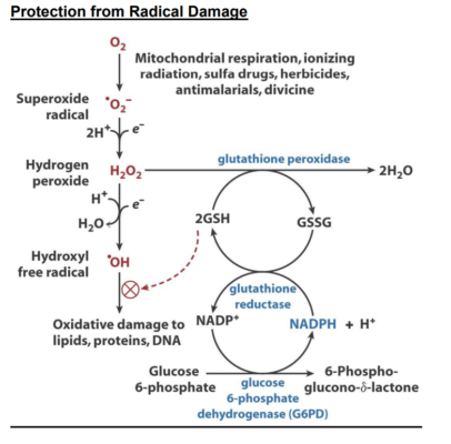 produce glutathione naturally