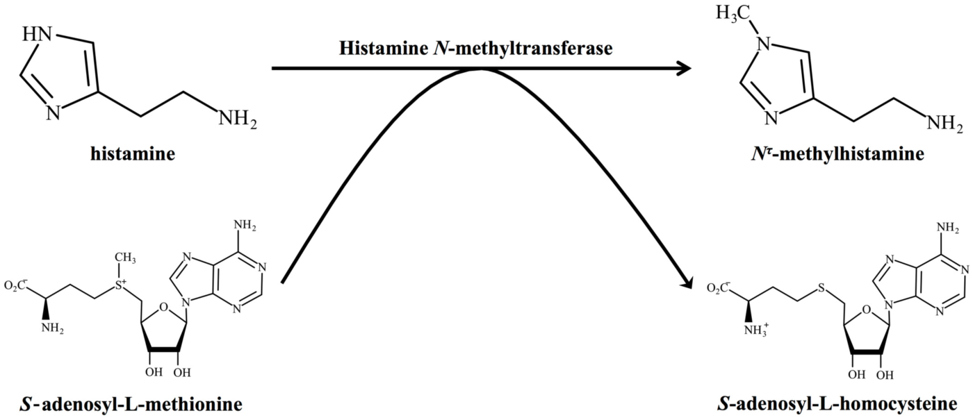 histamine.methyl.transferase.methionine.histadine.rbc how SAMe methionine lowers histamine
