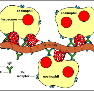parasite testing IgE immunoglobin allergy test