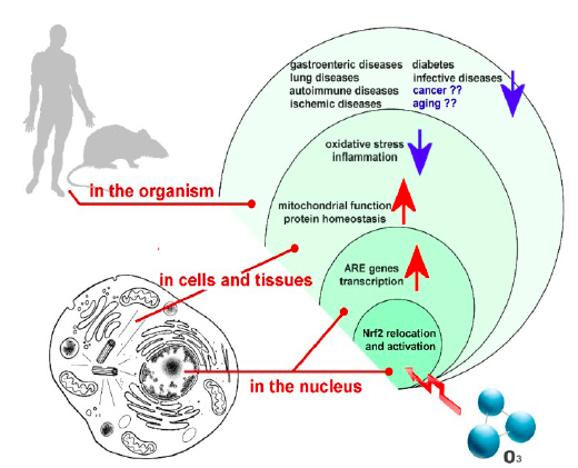 ozone therapy mechanisms of action