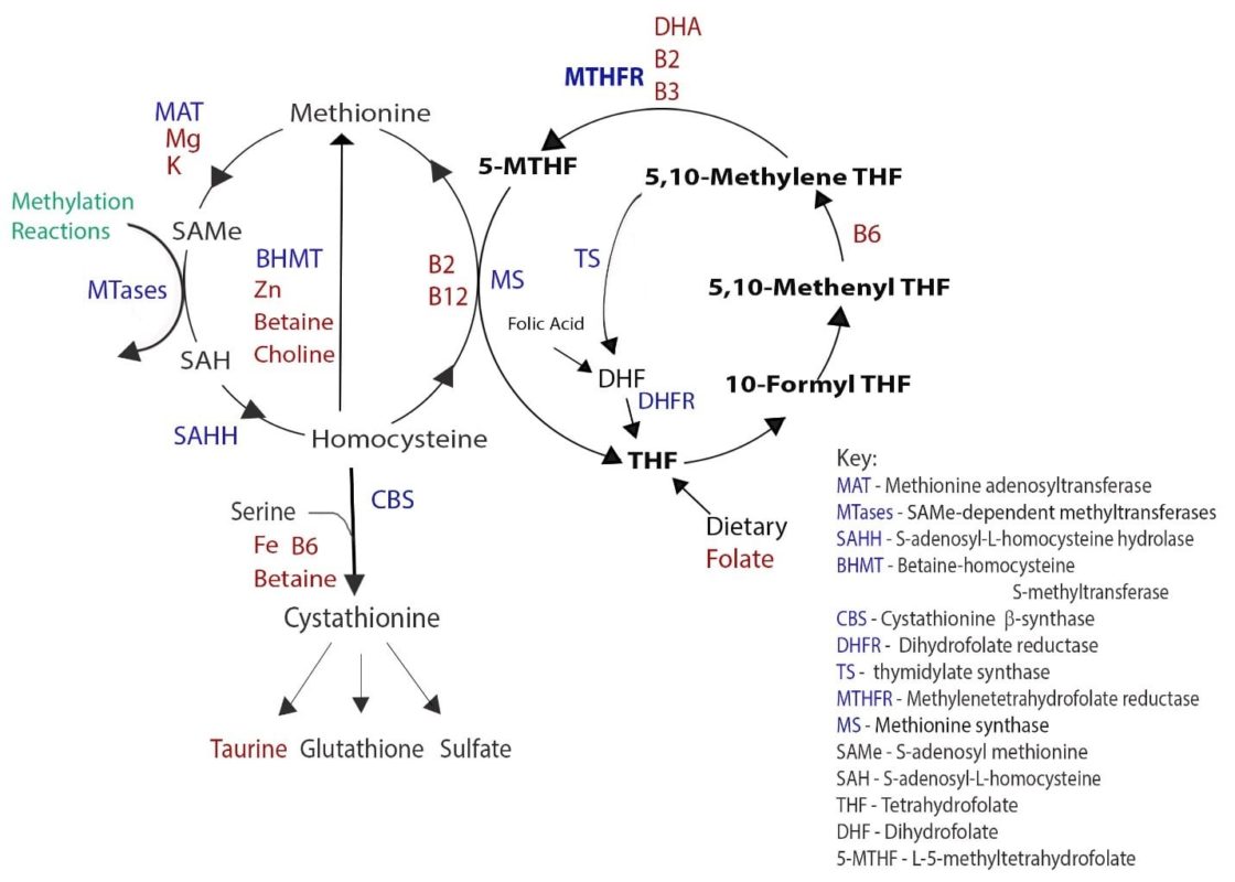 methylation pathway methionine SAMe