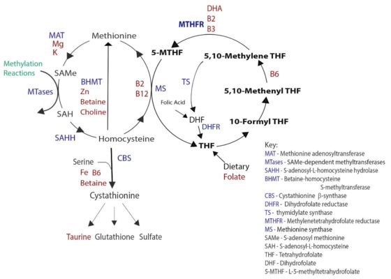 methylation pathway methionine SAMe