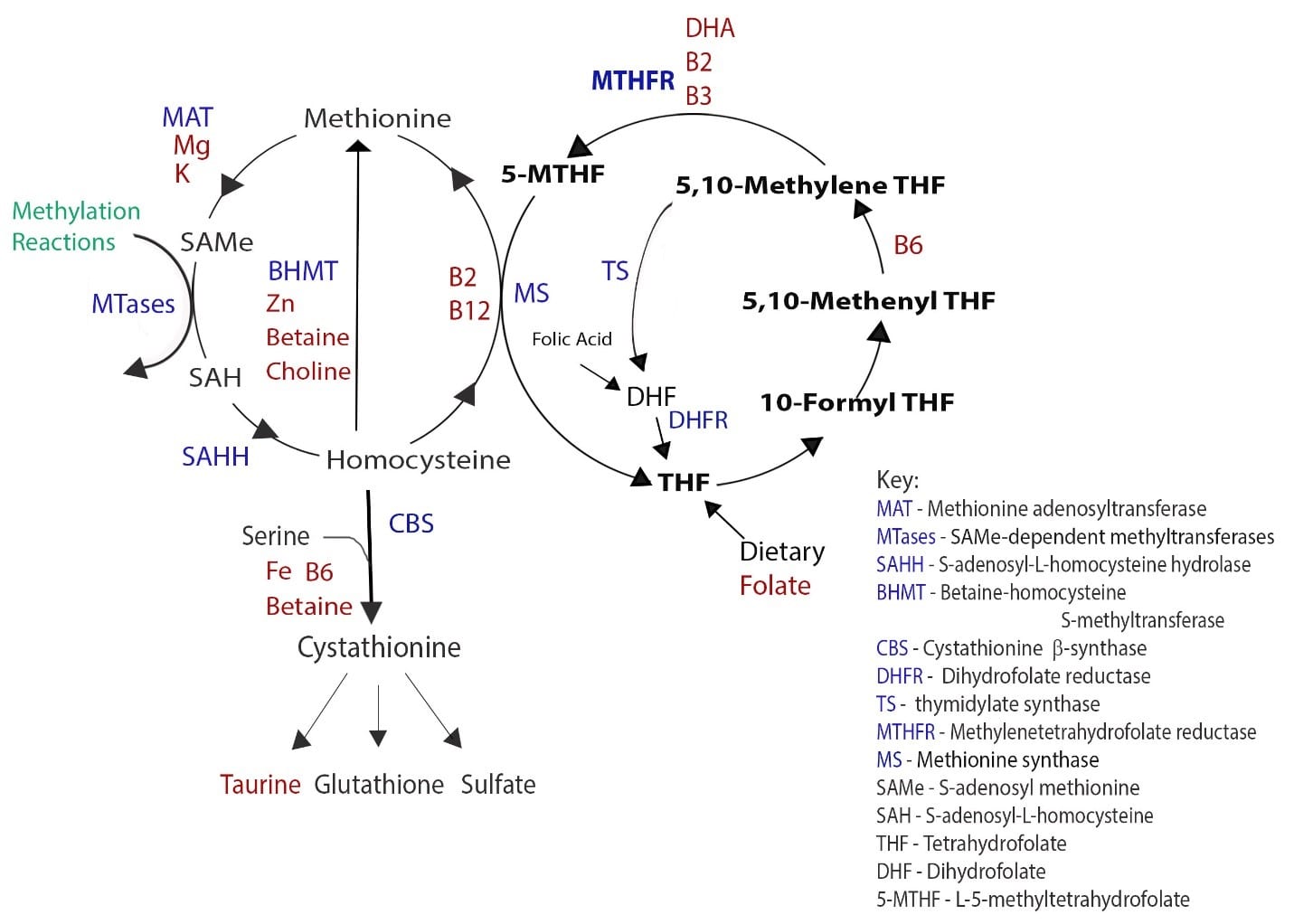 methylation pathway methionine SAMe depression mthfr histamine