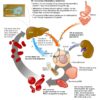 anemia lab testing online