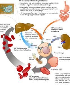 anemia lab testing online