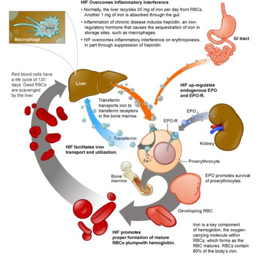 anemia lab testing online