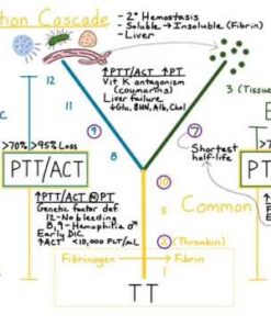 prothrombin partial thromboplastin