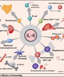 interleukin 6 test