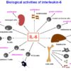 interleukin lab test