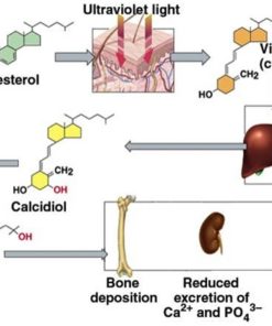 calcitriol test