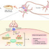 serotonin blood test