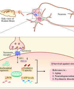 serotonin blood test