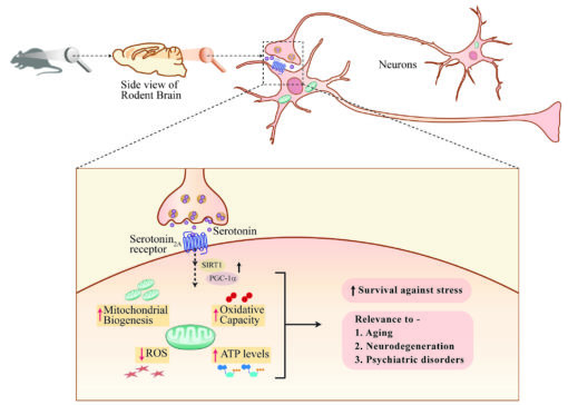 serotonin blood test