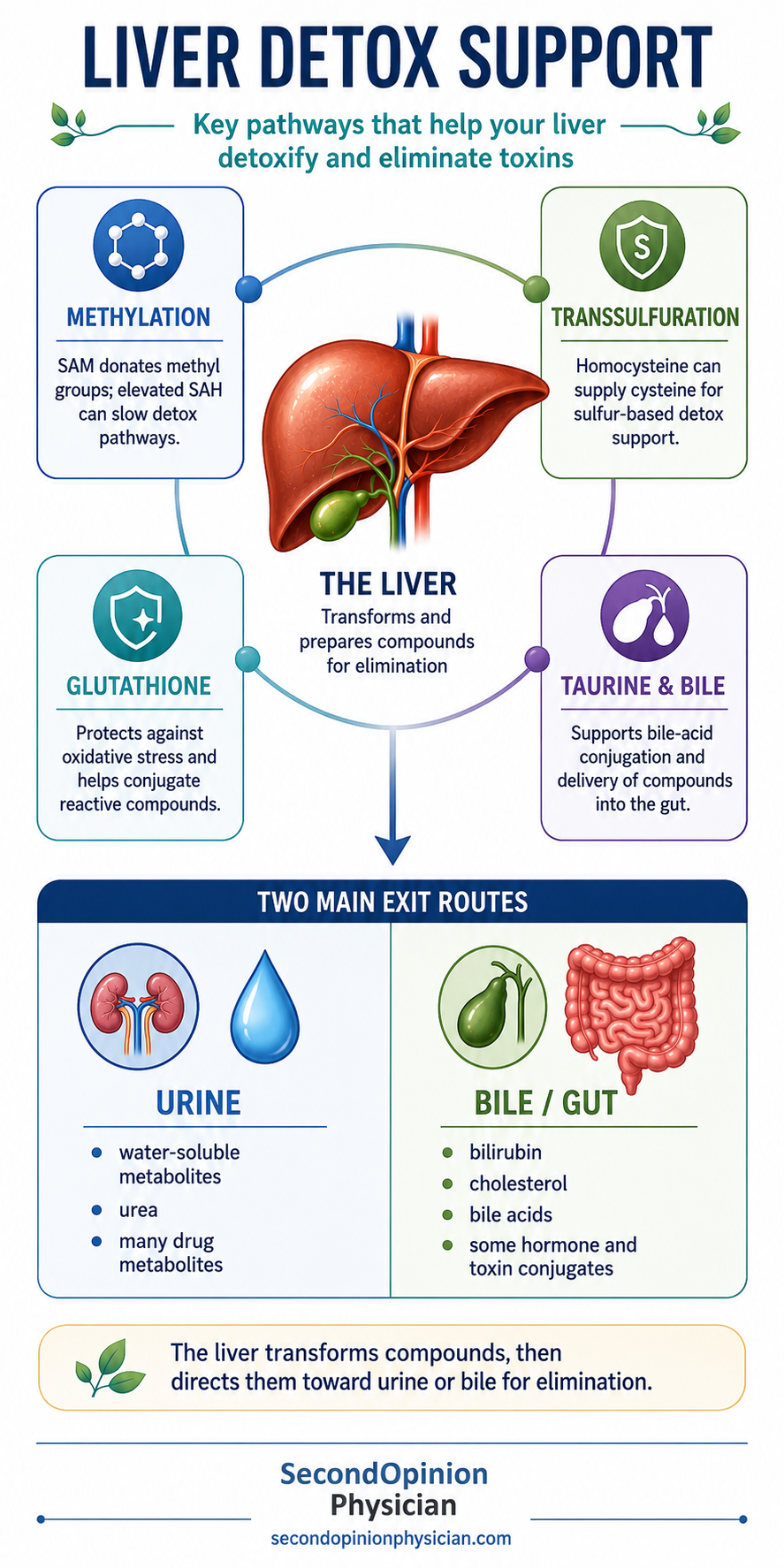 liver detox glutathione methylation transsulfuration