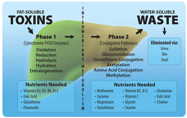 toxic overload biotypes of depression walsh protocol liver detox methylation