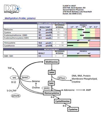 understanding the methylation pathway